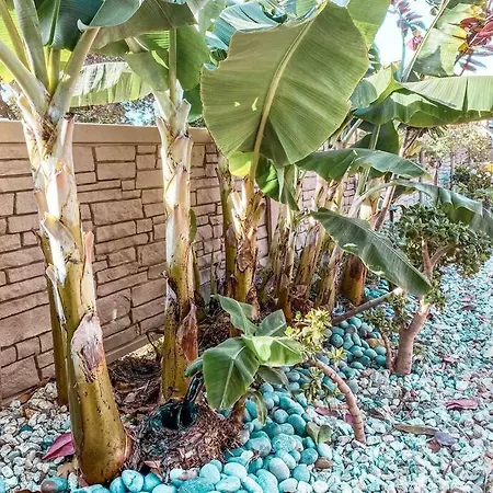 Cozy Beach Home Walking Distance From Ocean Ventura Exterior foto
